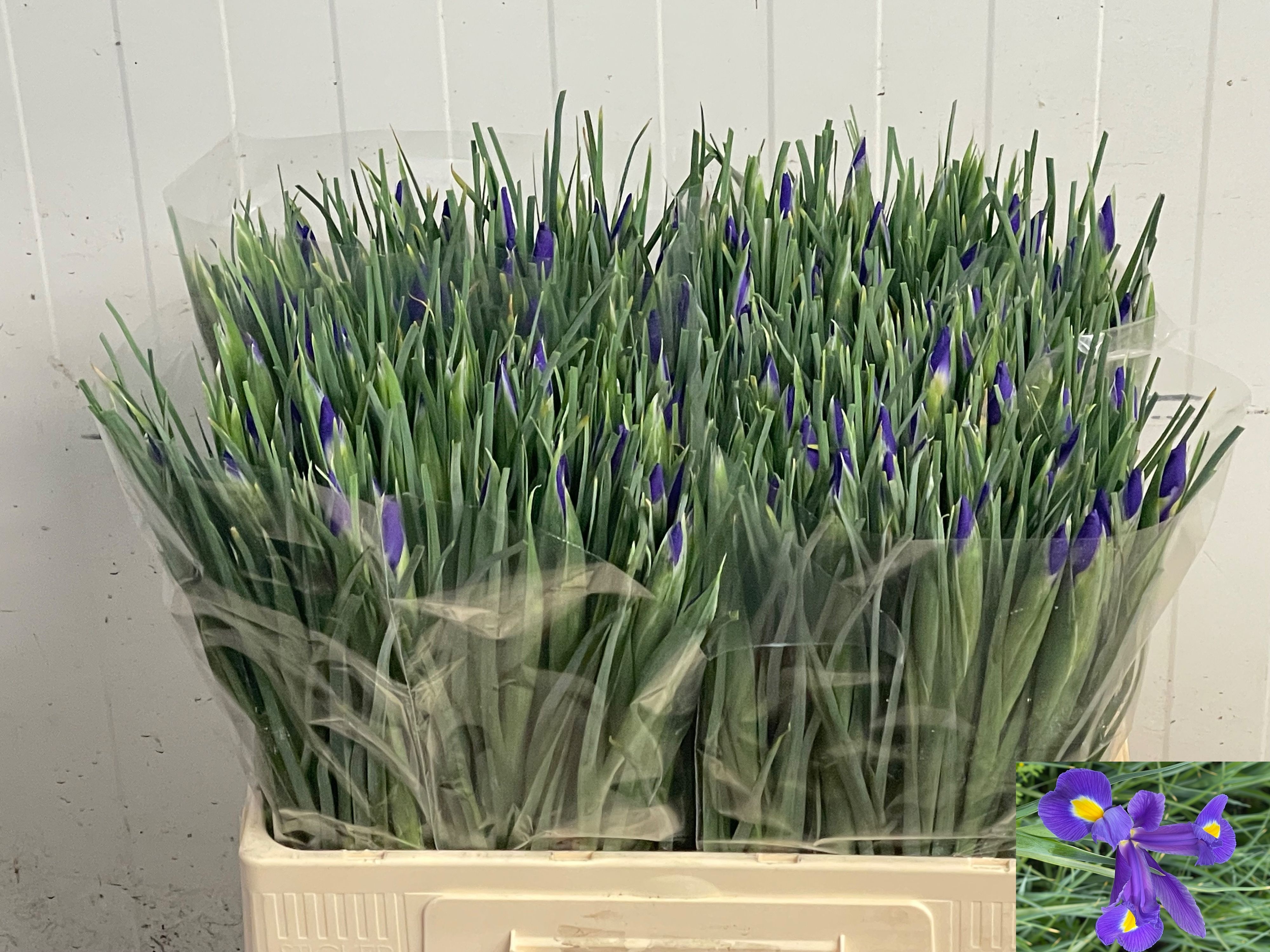 Iris Blue Magic