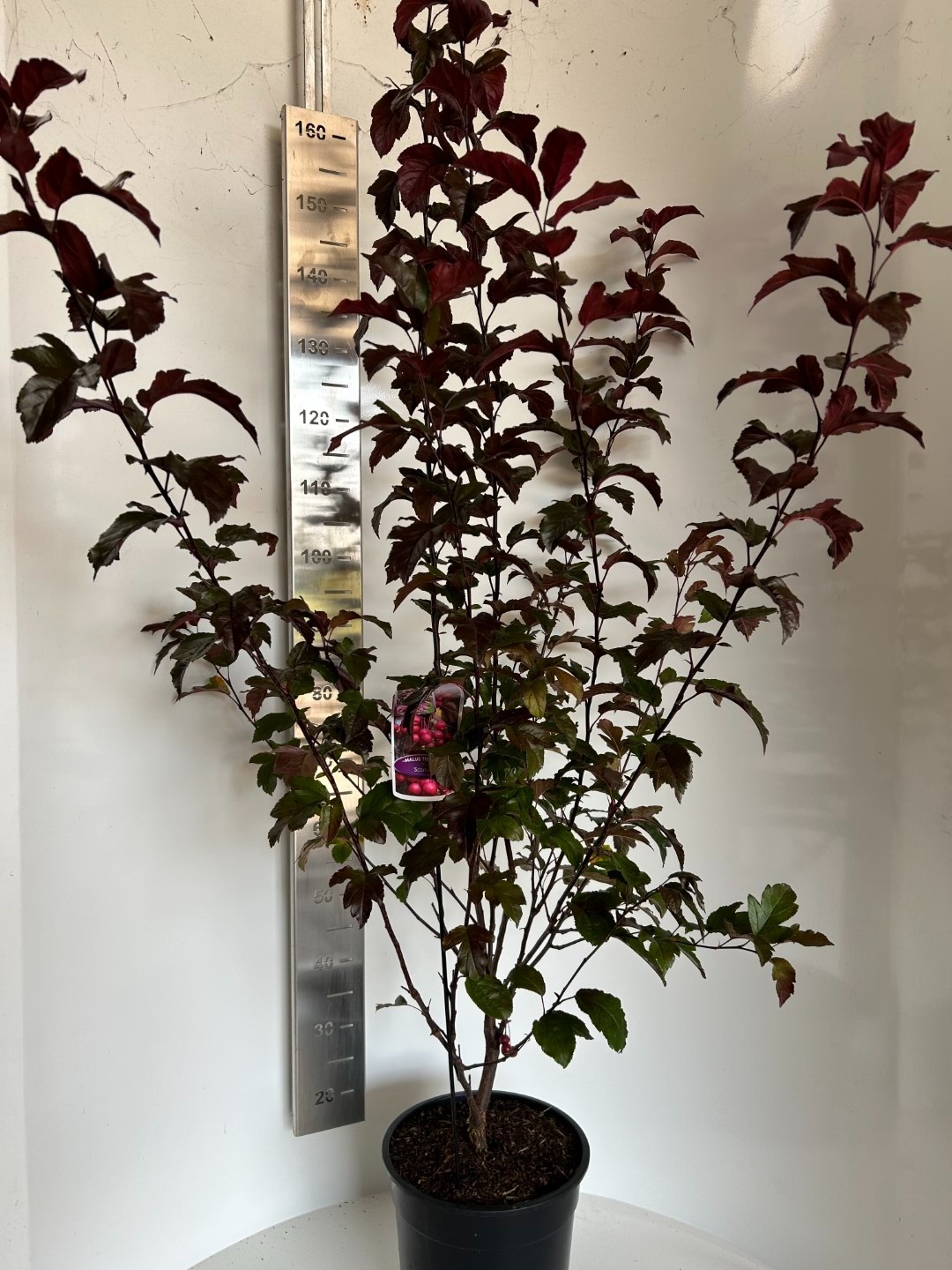 Picture of Malus Scarlett P29 (10 Ltr)