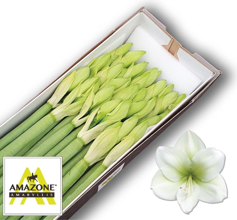 Hippeastrum Casa Blanca 3bl