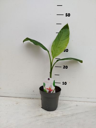 Musa velutina P12
