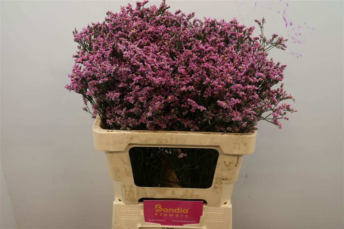 Limonium Sin Tiffany Diamond 60cm 25gram