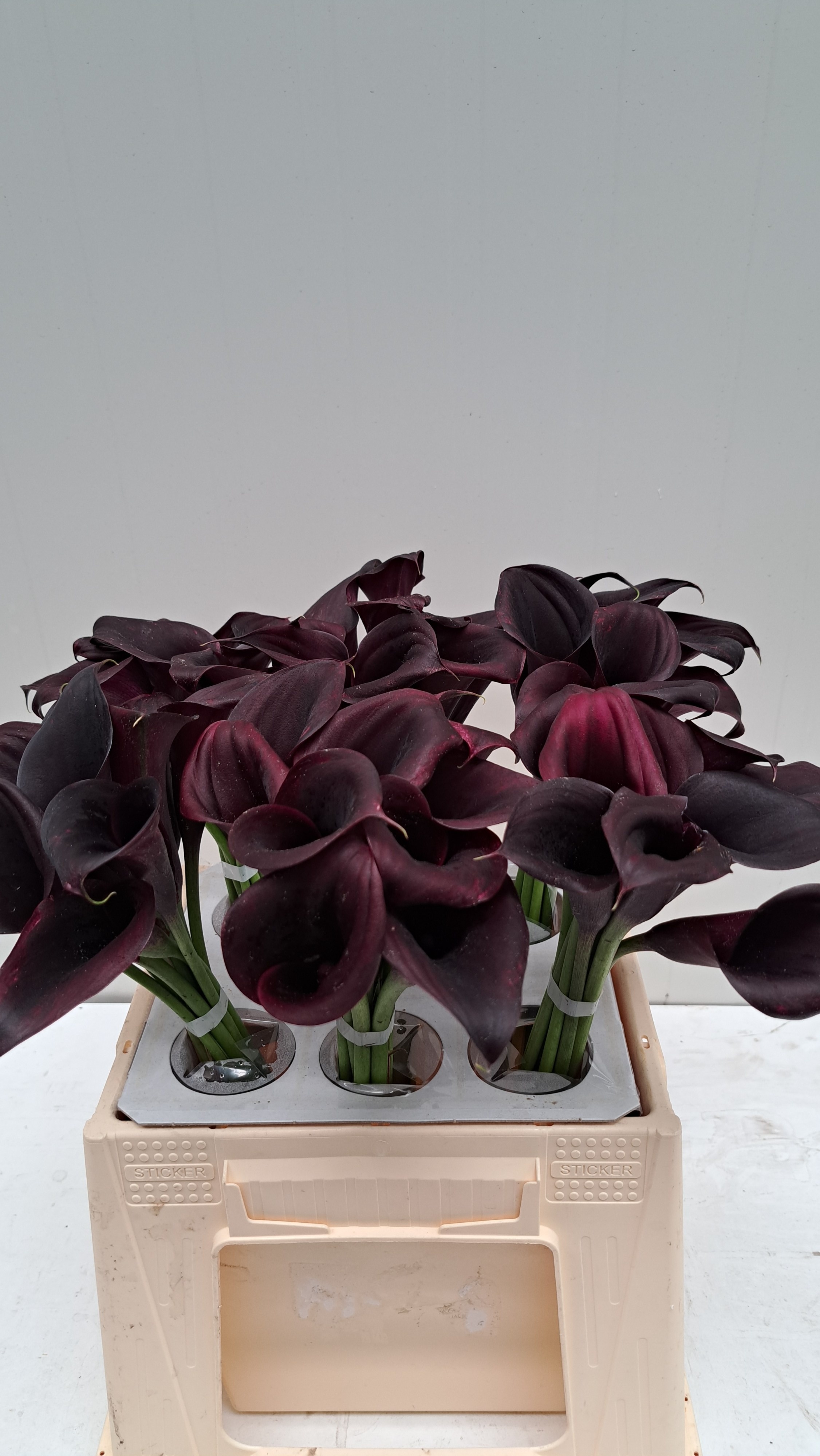 Calla Odessa 40cm
