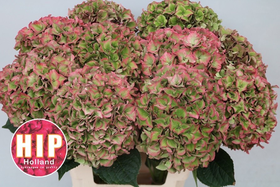 Hydrangea Rodeo Classic Pink 60cm 22Ø
