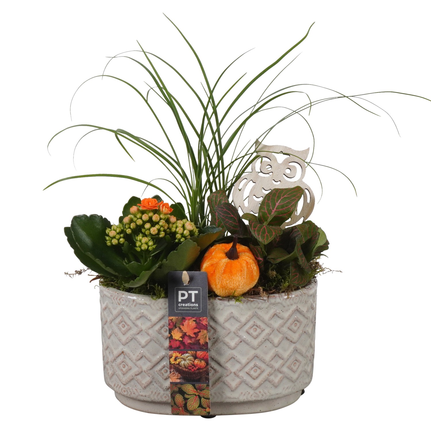 Picture of Arrangement Autumn Indoor in ceramic pot PTHI7144 P17 29CM