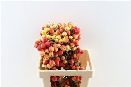 Malus Red Sentinel