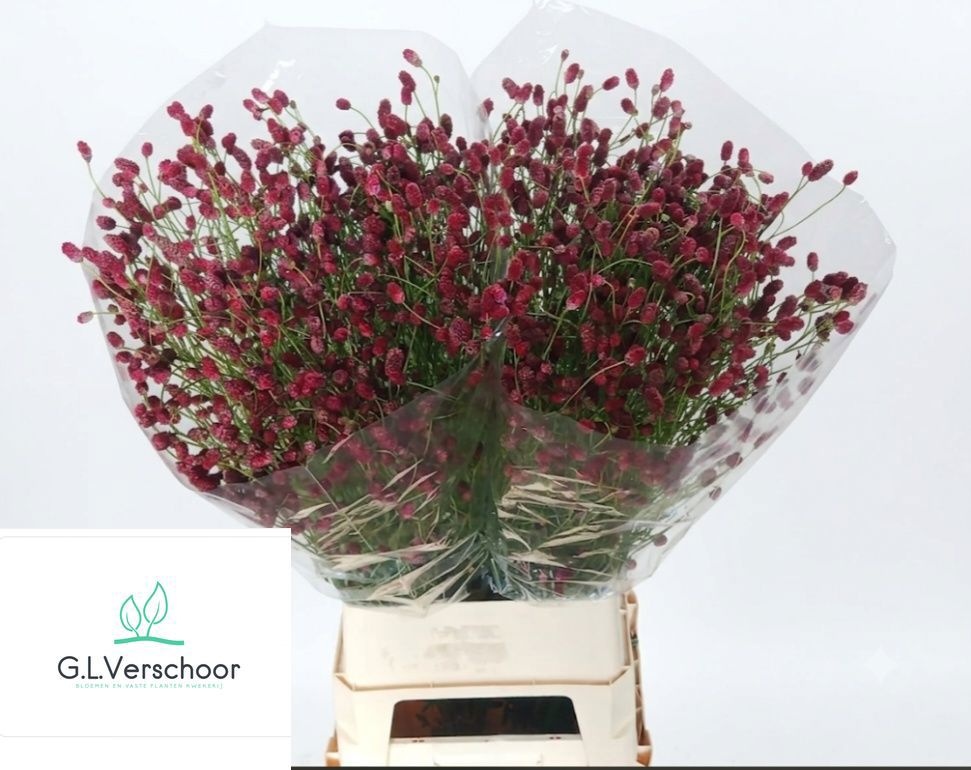 Sanguisorba O Arnhem
