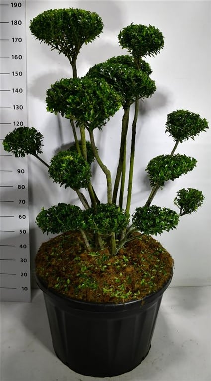 Picture of Ilex mutchagara