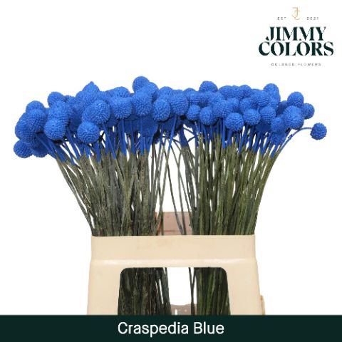 Craspedia L60 Blue