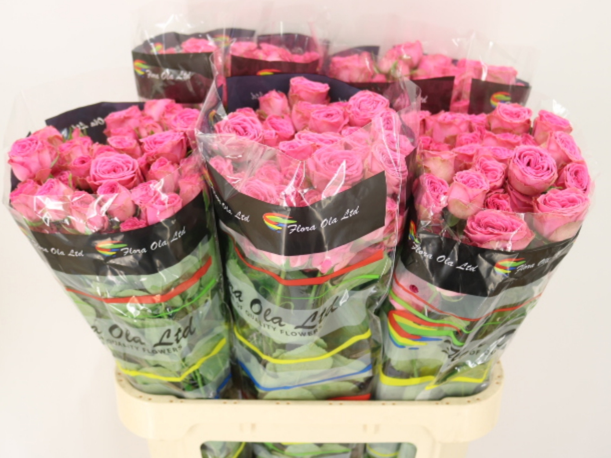Rosa Spr Paulette! 80cm
