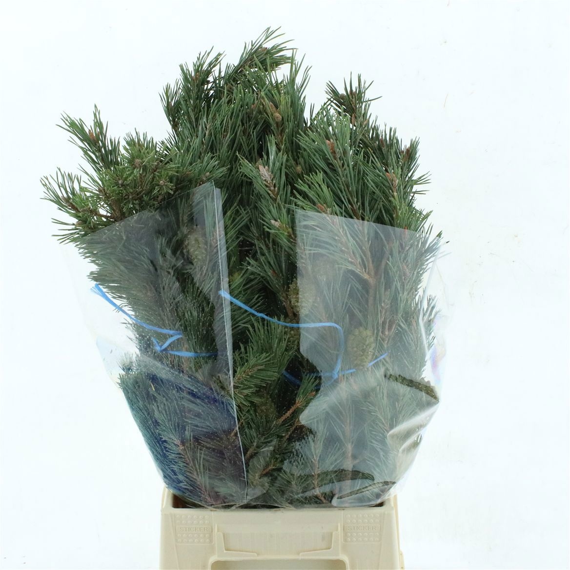Pinus Mugo Var Mughu 50cm 400gram