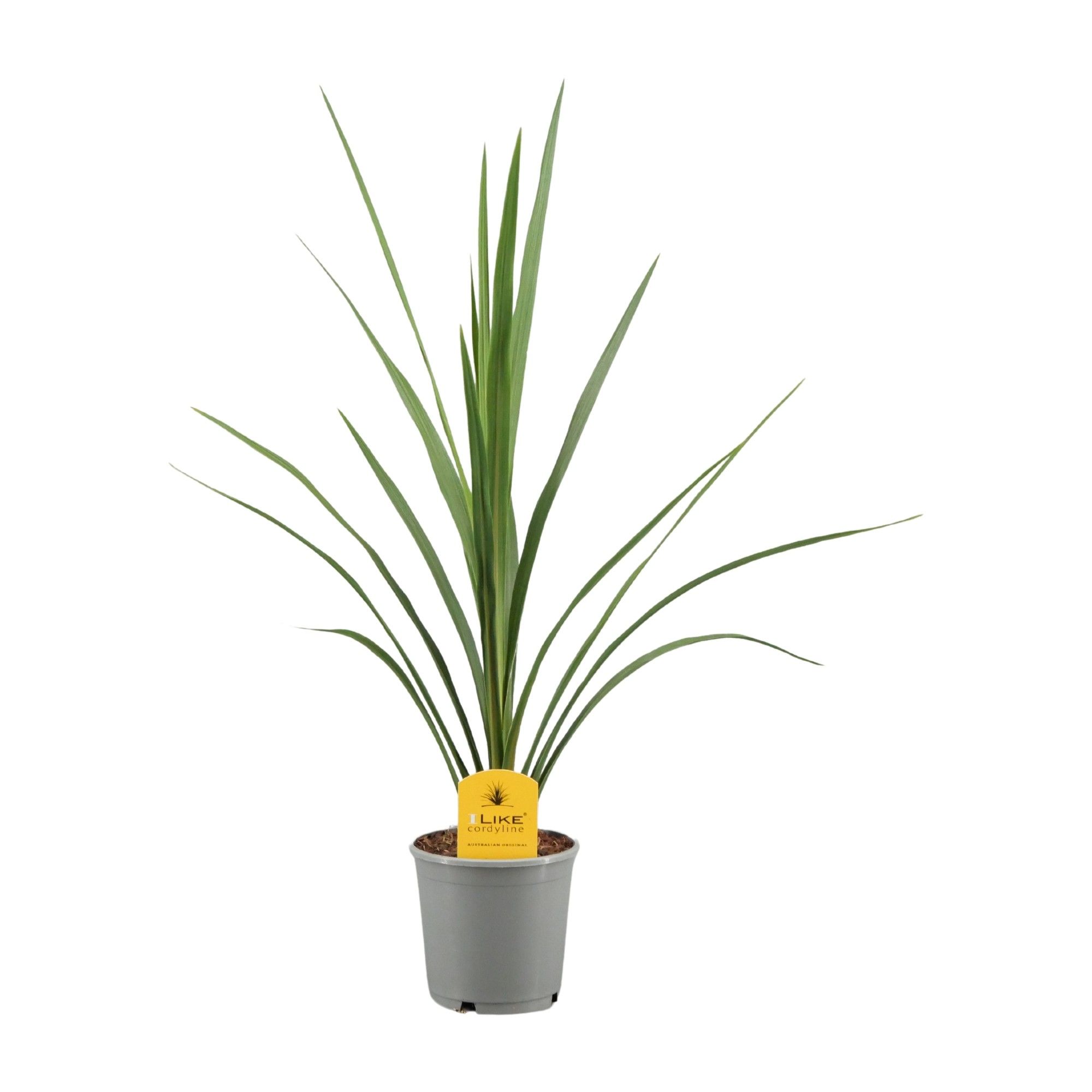Cordyline 'Verde'