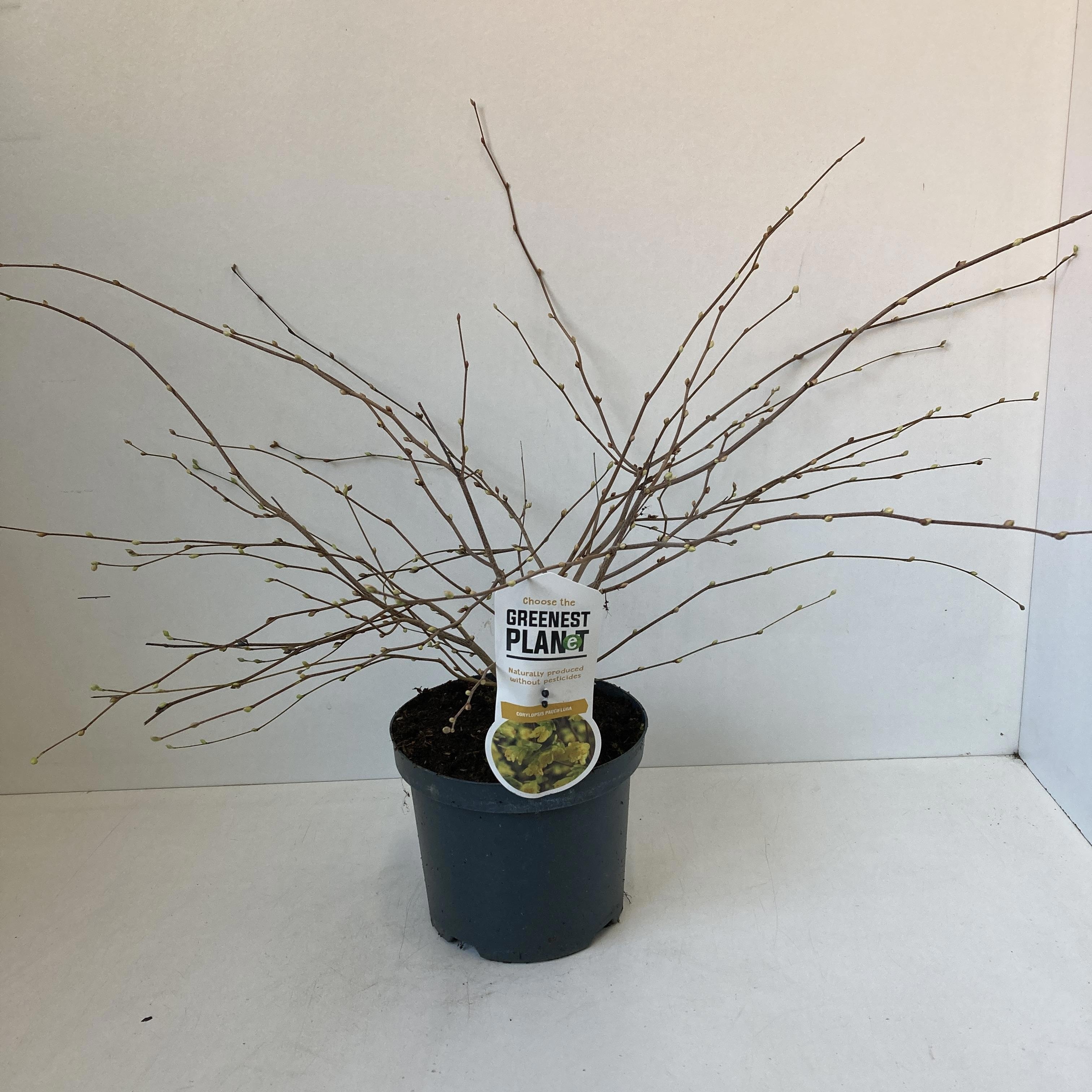 Picture of Corylopsis pauciflora