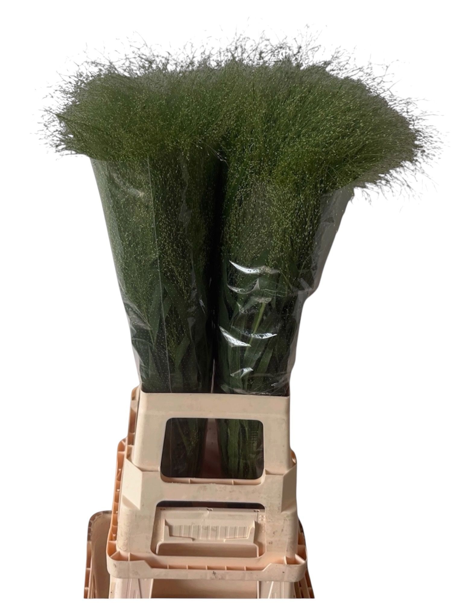 Panicum Fountain 80cm