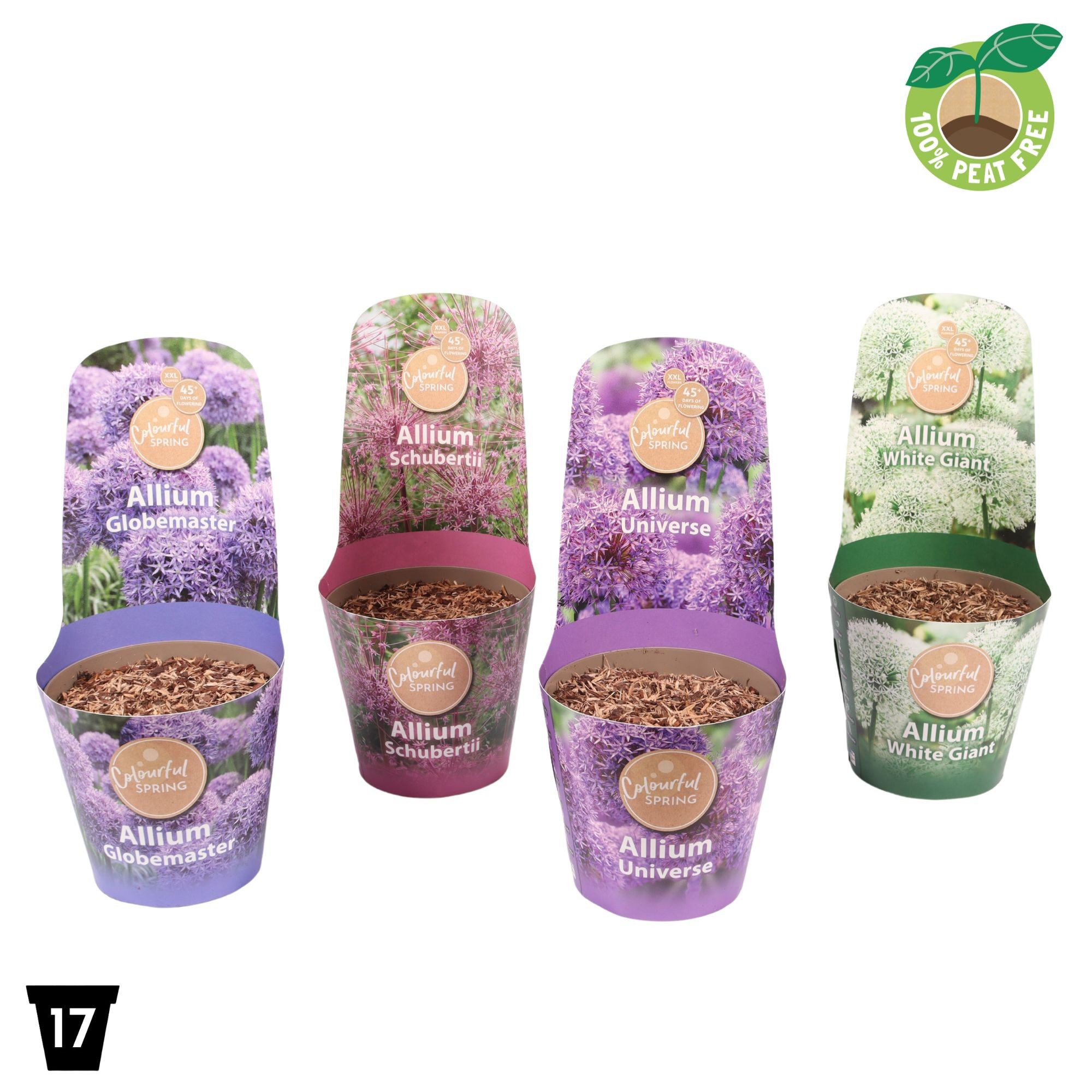 Picture of Allium XXL mix