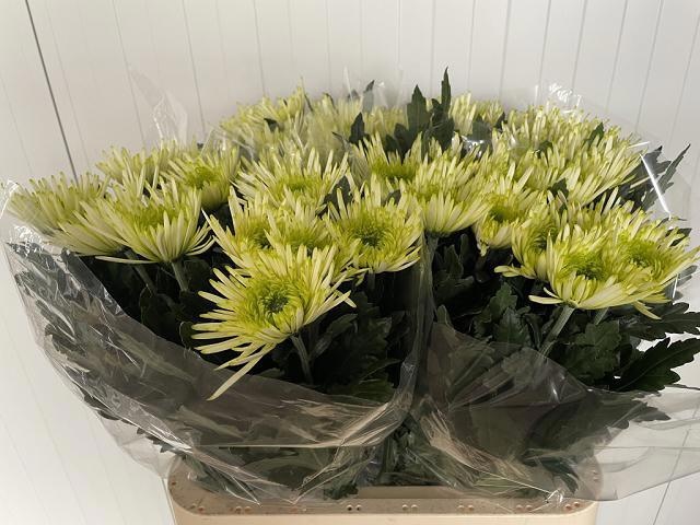 Chr G Tula 70cm 90gram