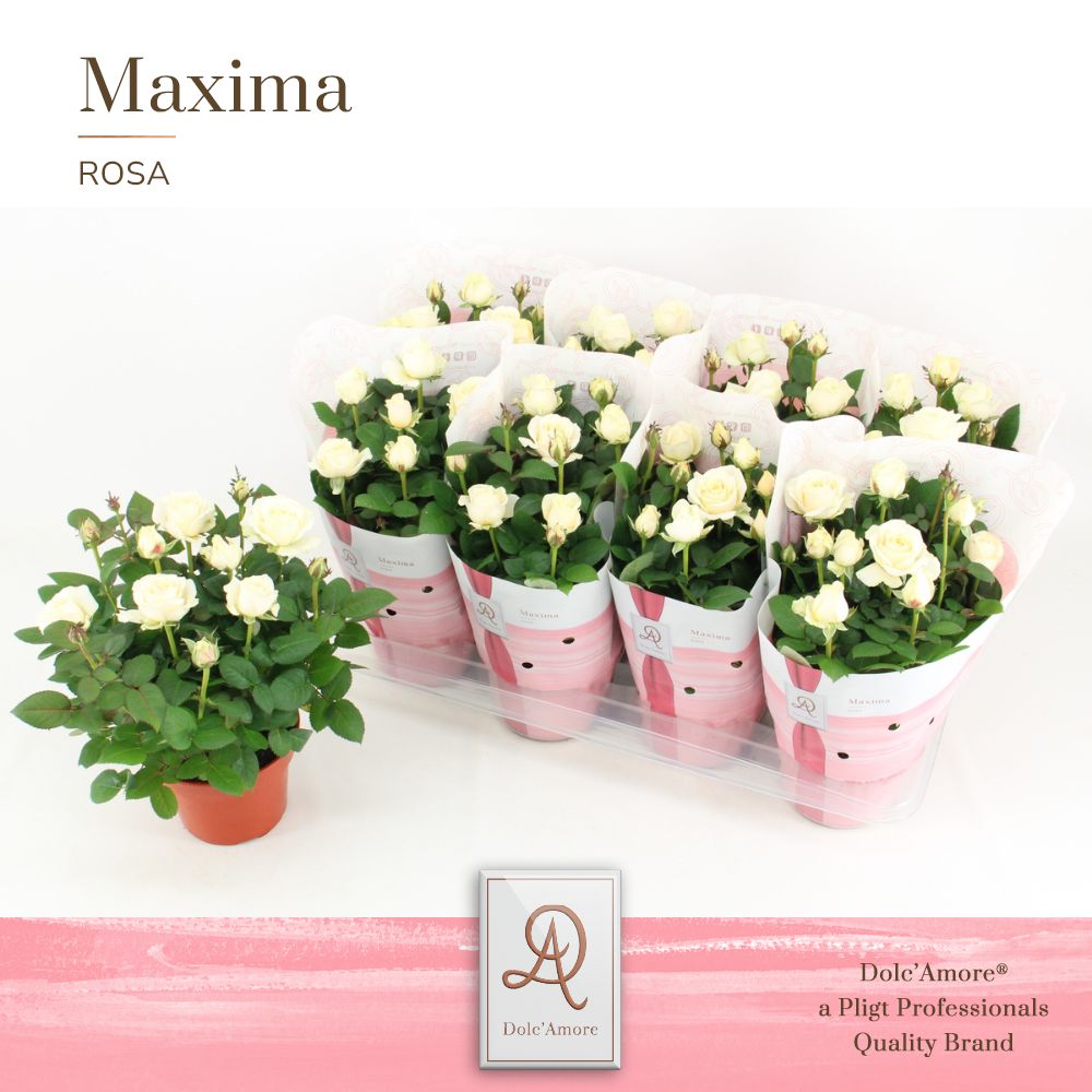 Picture of Rosa Infinity White Maxima DolcAmore P14 32cm