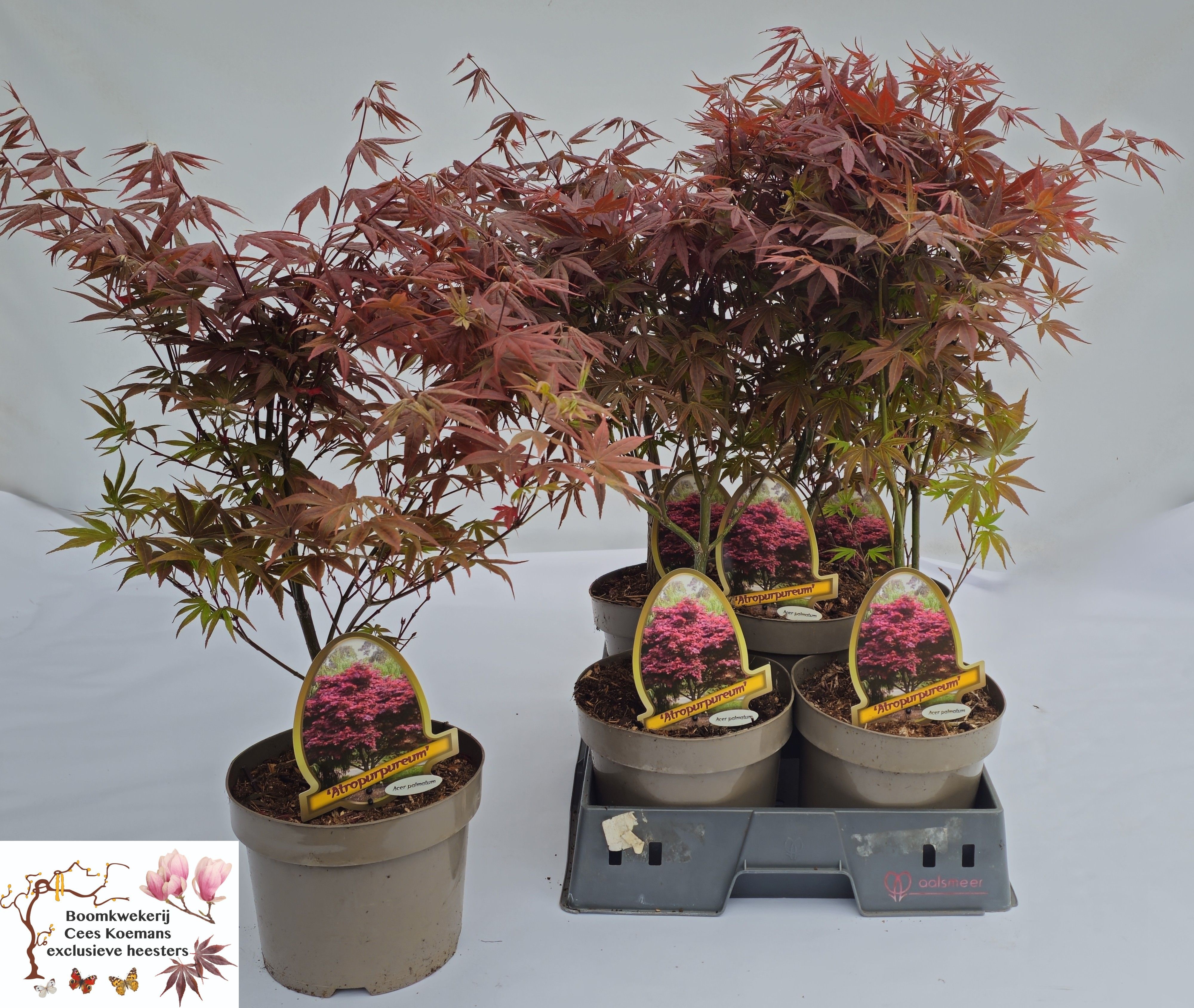 Acer palmatum 'Atropurpureum' - Esdoorn