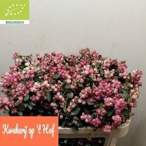 Sympho Mag Ruby Fall