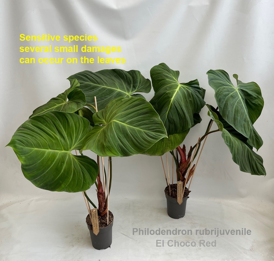 Philodendron Rubrijuvenile El Choco Red | Gardenline
