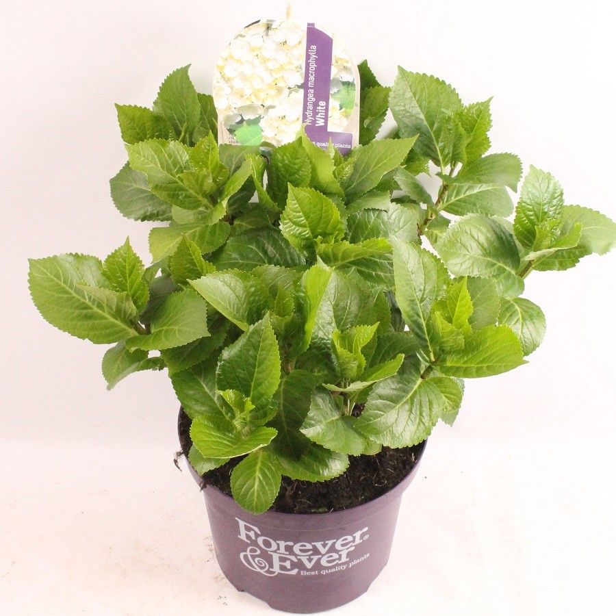Hydrangea macrophylla Forever & Ever White ('Rojojo')