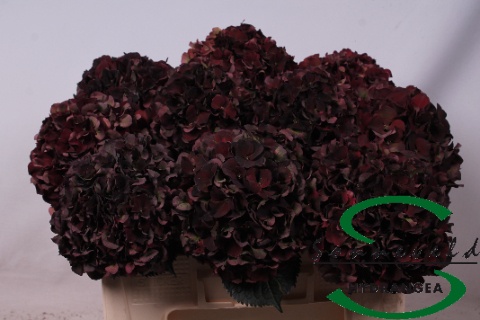 Hydr M Mag D Ruby Cl