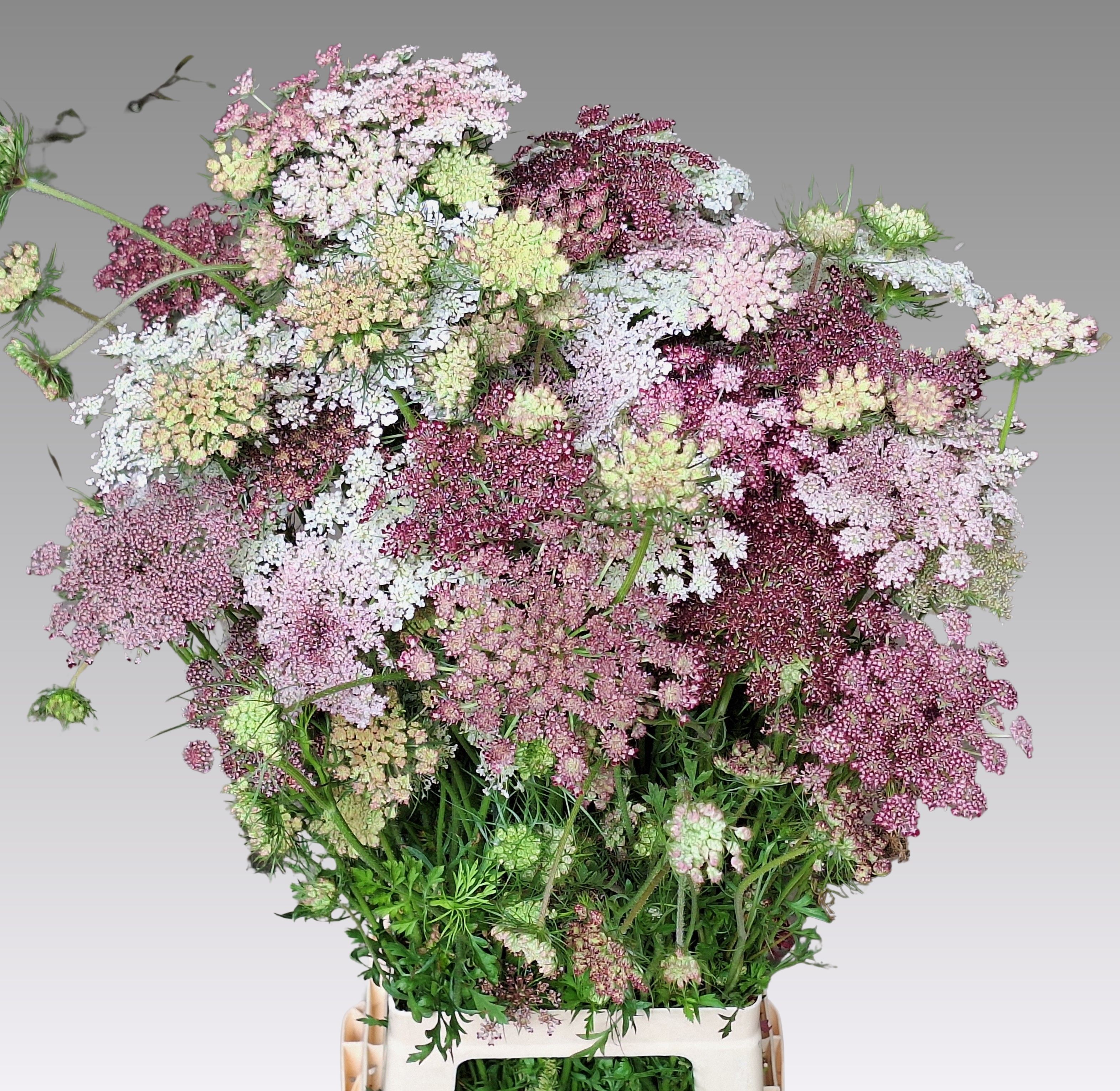 Daucus Carota Dara