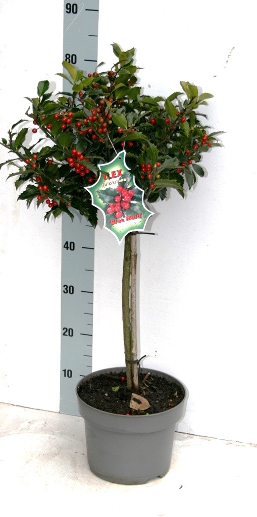 Picture of Ilex mes. Blue Maid P23 (5 Ltr) 40STD/POTTED