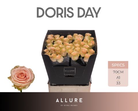 Rosa Doris Day 70cm