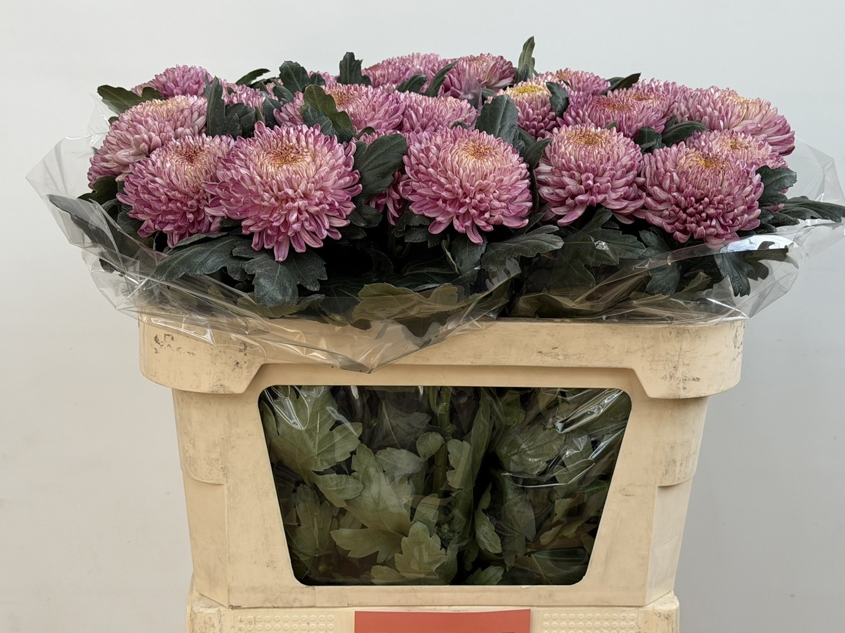 Chrys Single Bigoudi Pink 80cm 100gram