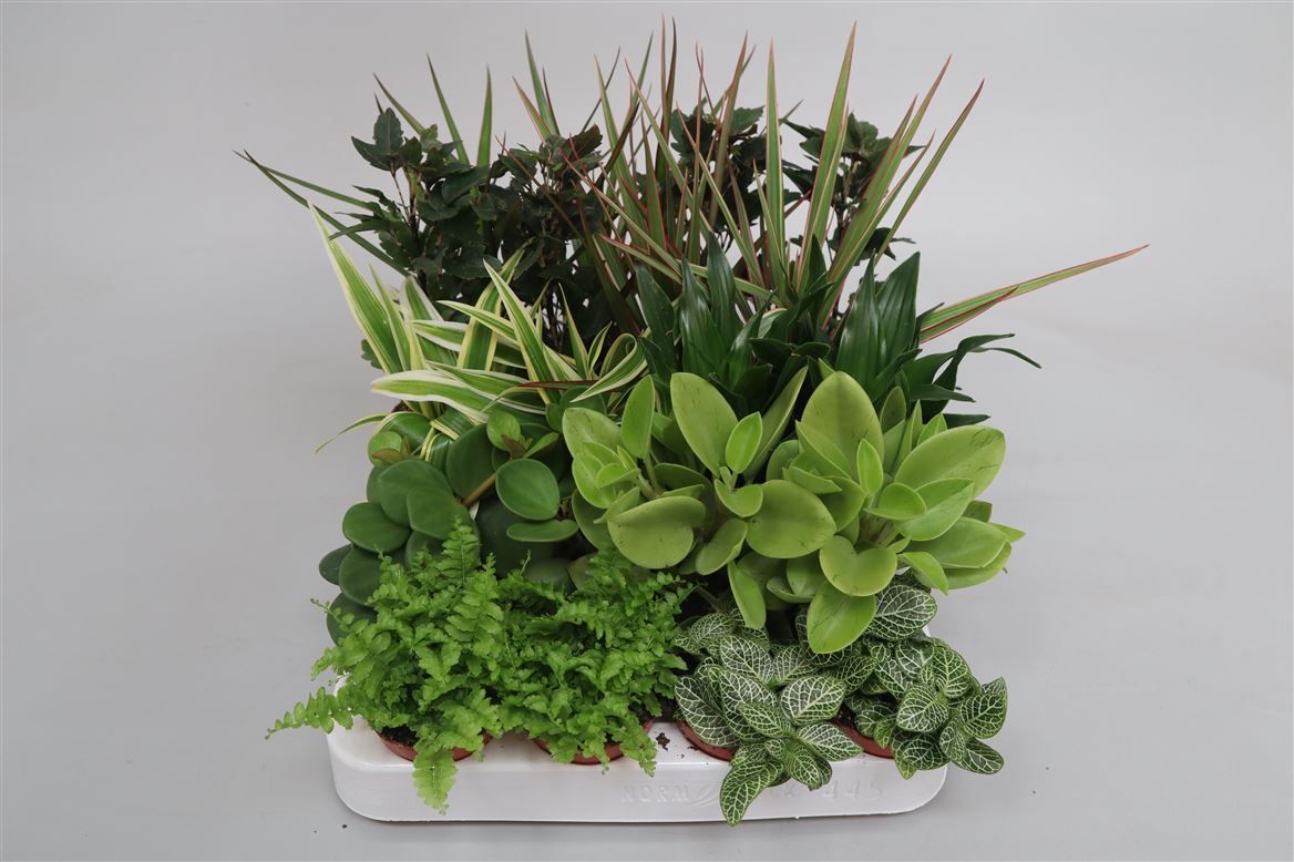 kerchoveana variegata Variegated Green Prayer Plant