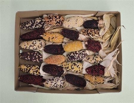 Zea Mays 6%