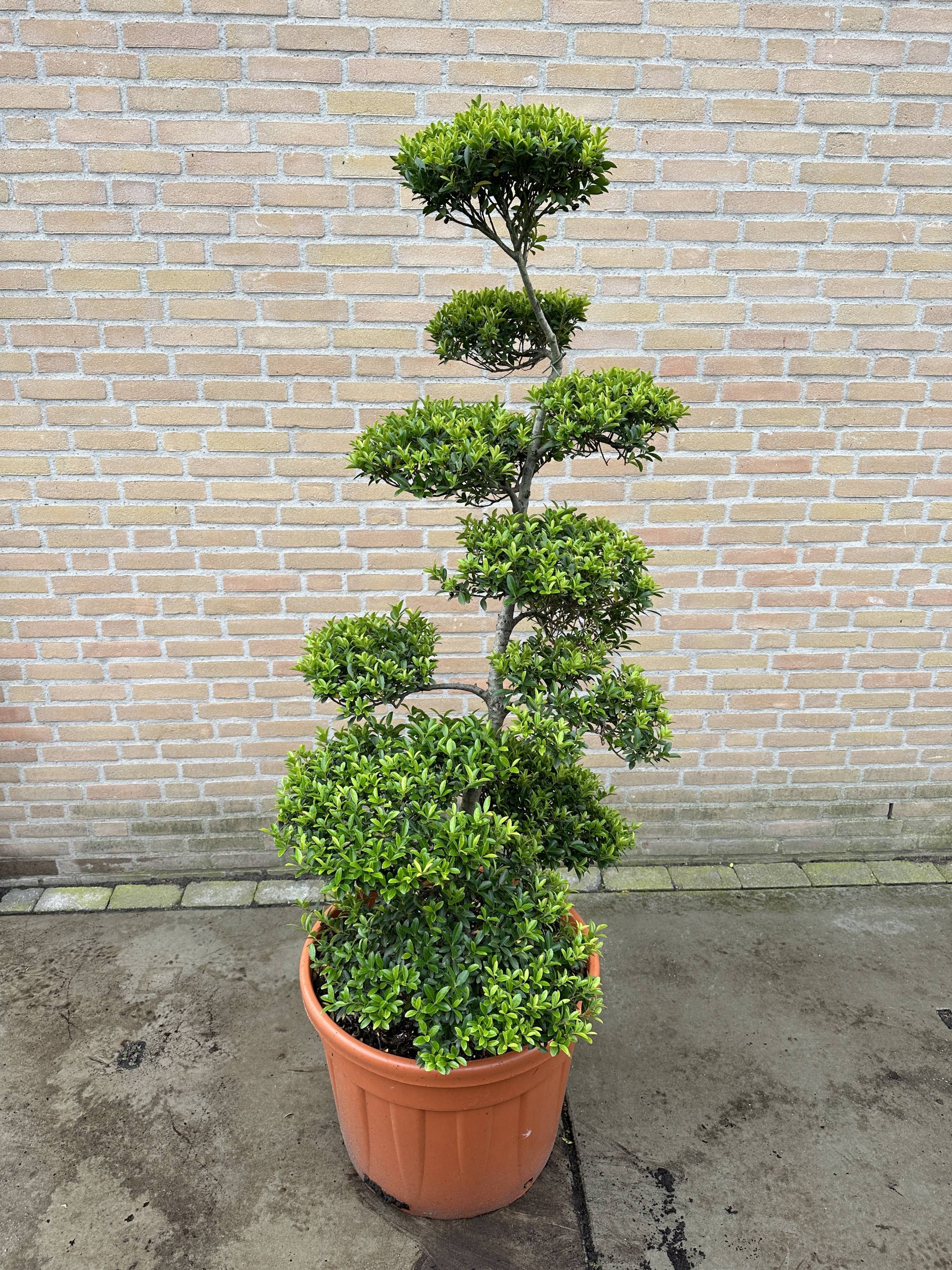 Picture of Ilex crenata Blondy P65 BONSAI