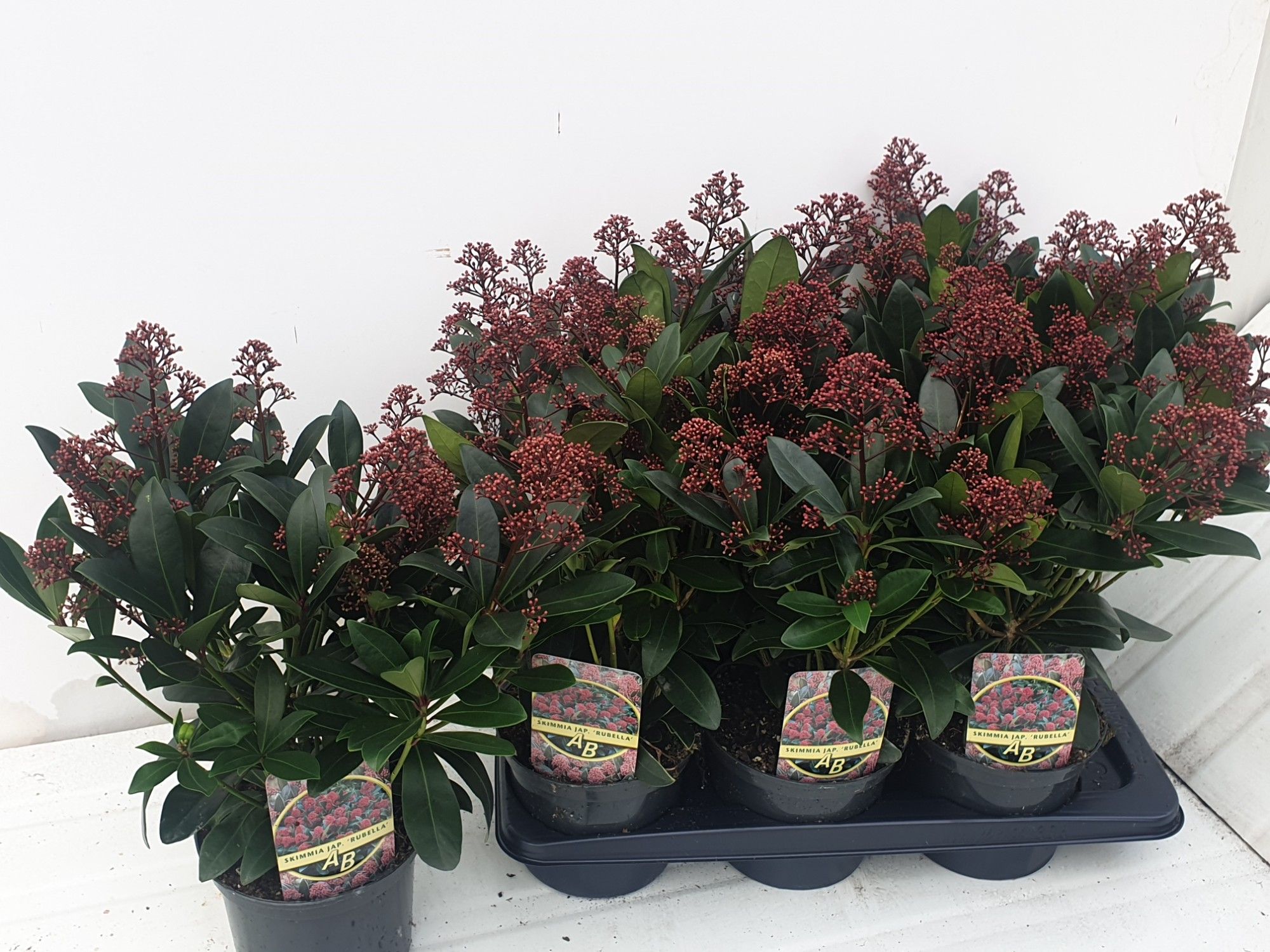 Skimmia Jap Rubella 17Ø 45cm