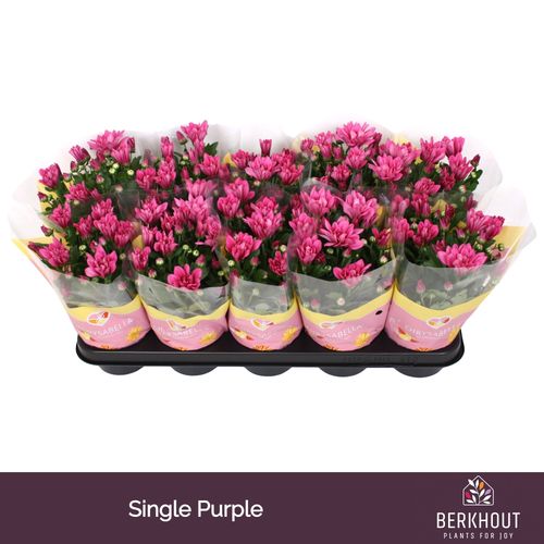 Chrysant Jackson Purple p12 Berkhout