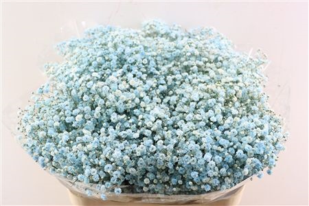 Gypsophila Painted 80cm 40gram