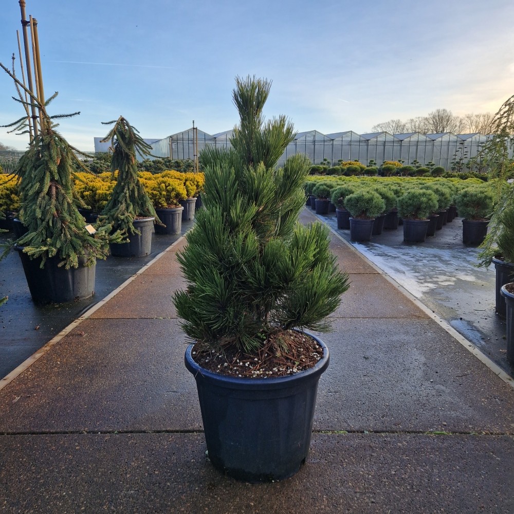 Picture of Pinus leucodermis Malinki P44 110cm (LOOSE)