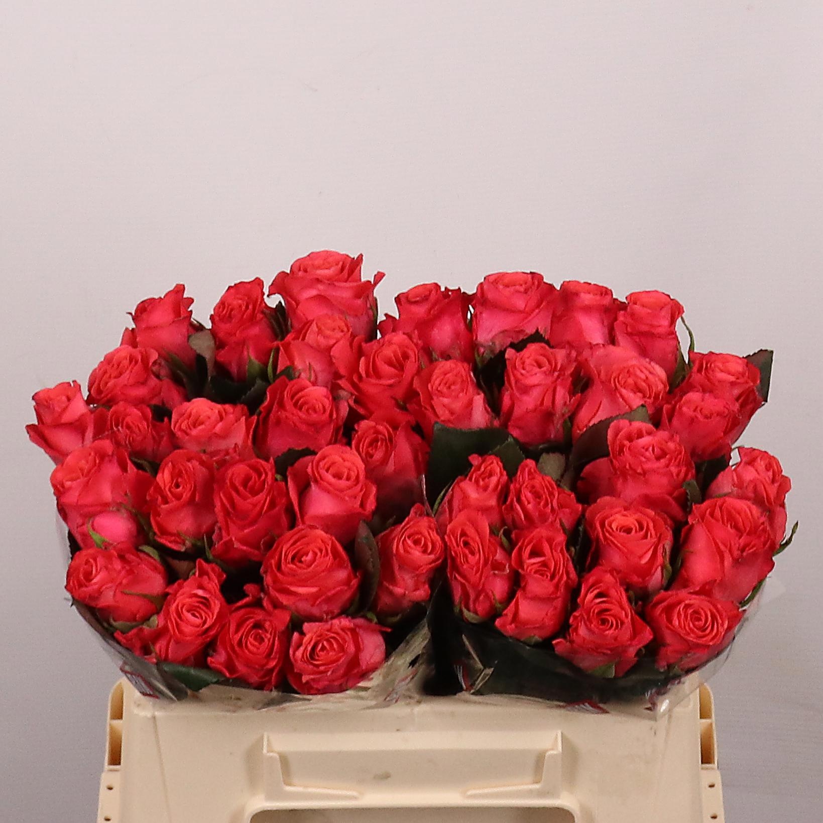 Rosa Pink Tacazzi 35cm