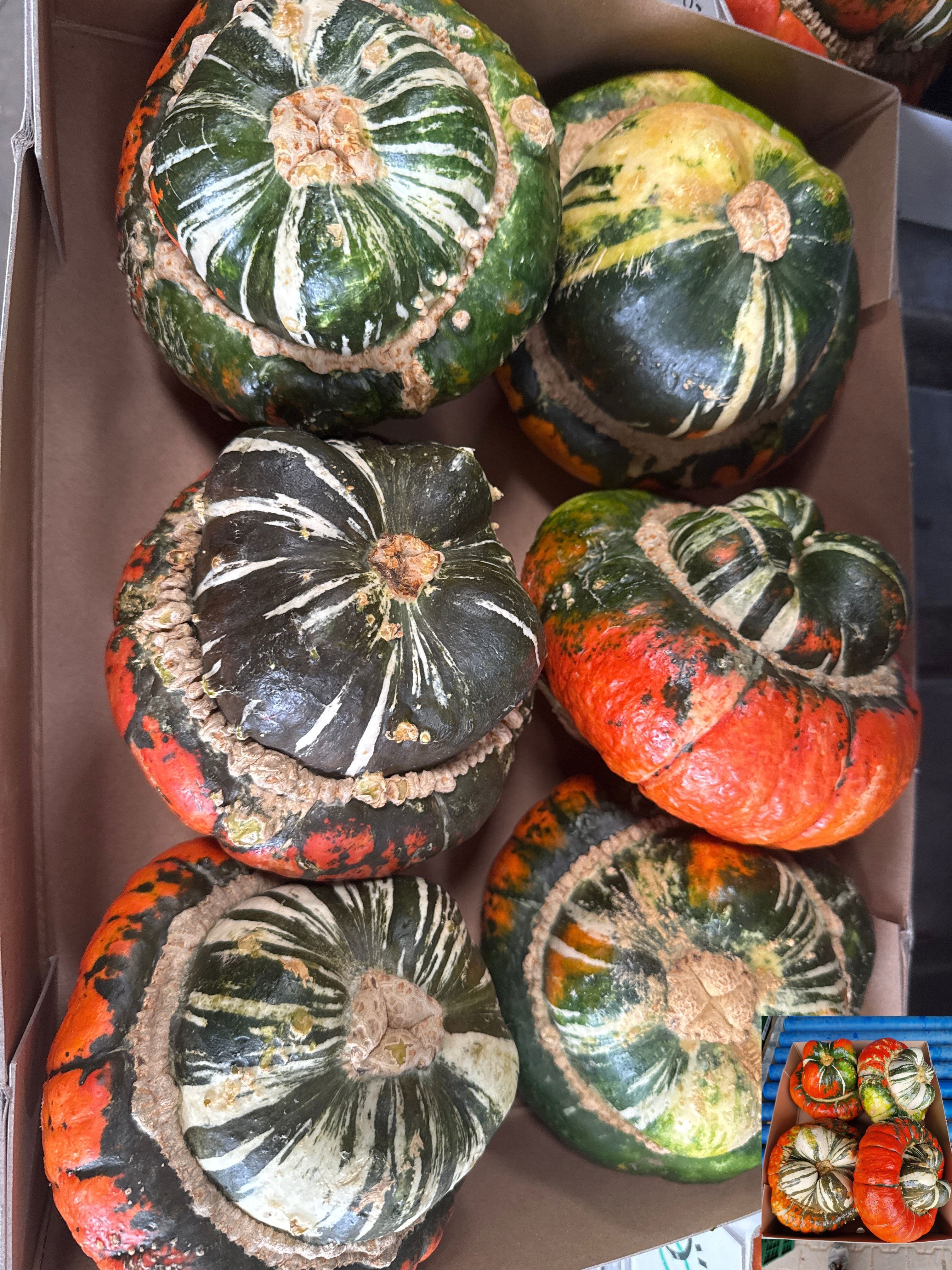 Cucurbita Turkish Turban Mix