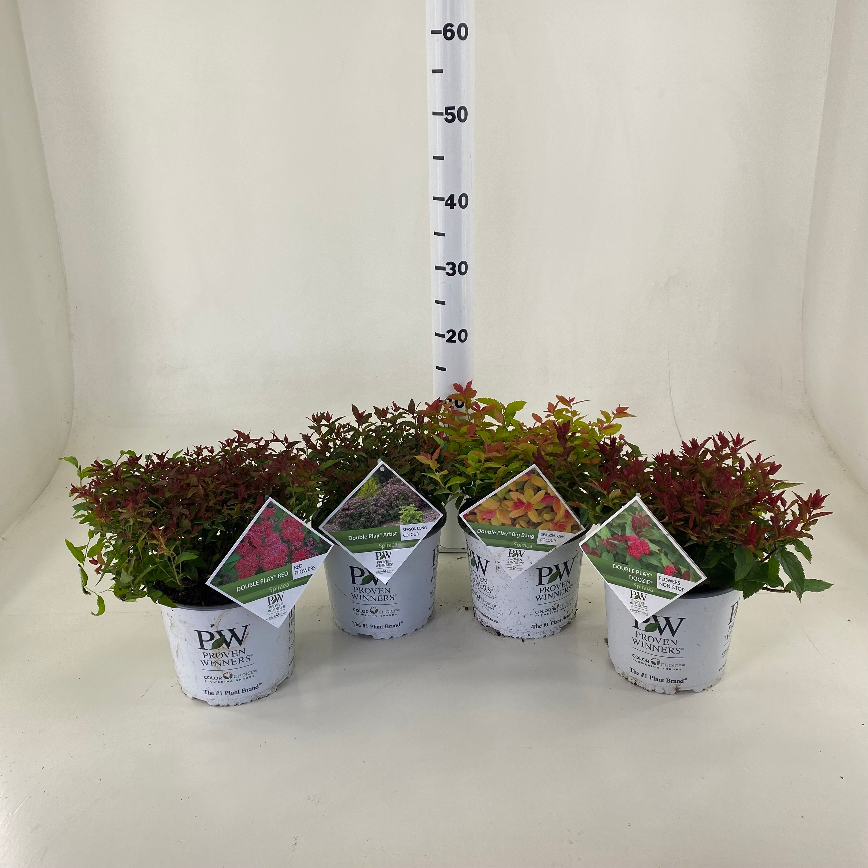 Picture of Spiraea Double Play ® mix P19 (3 Ltr)