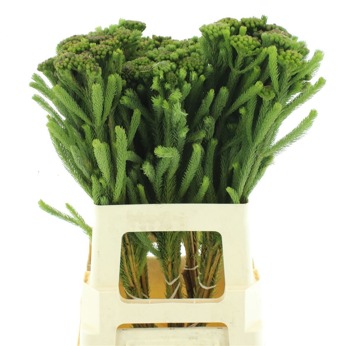 Brunia Albiflora Bunch 60cm