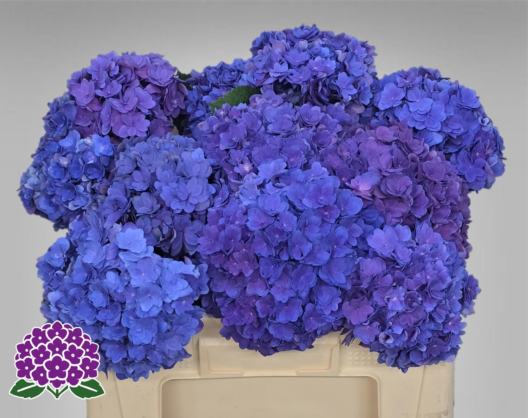Hydrangea Royal Empire 50cm 12Ø