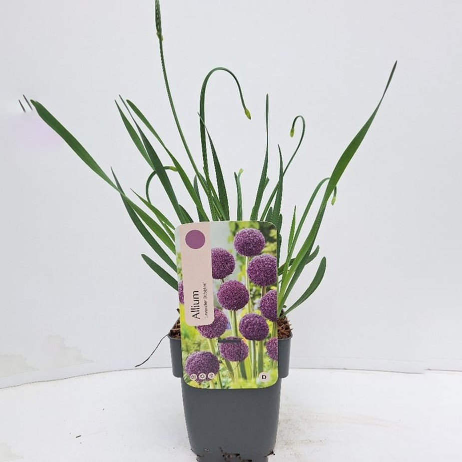Allium 'Lavender Bubbles'