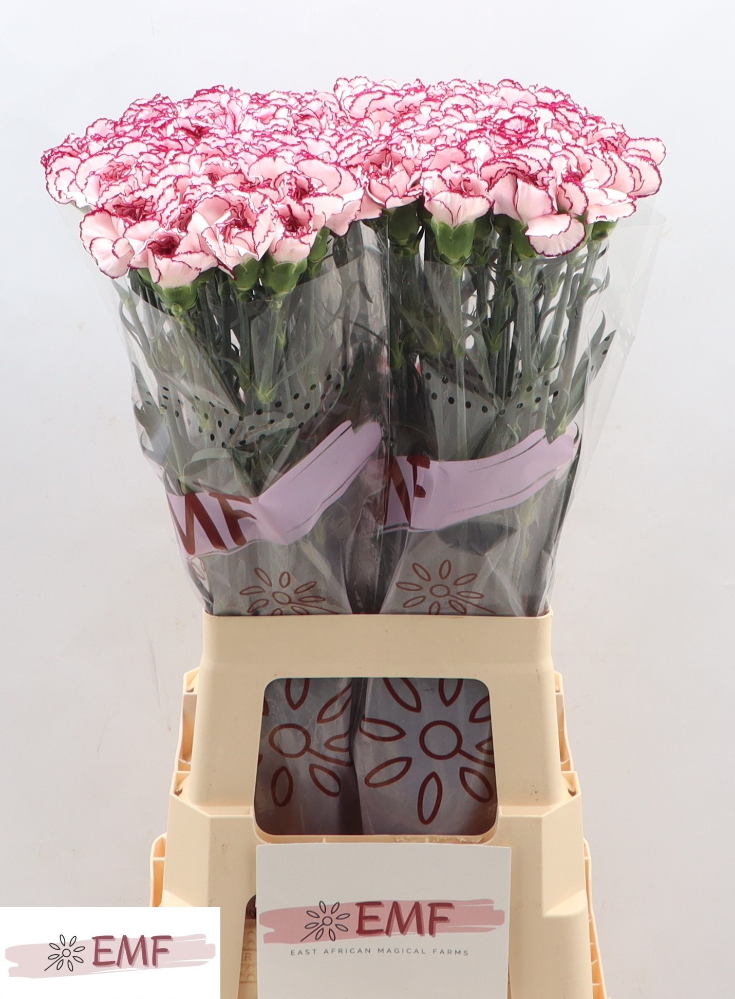 Dianthus St Damascus 70cm