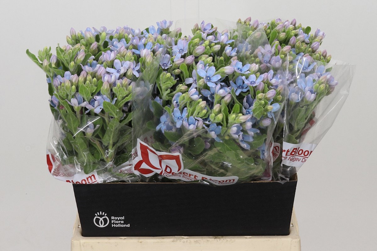Oxypetalum Coeruleum 45cm