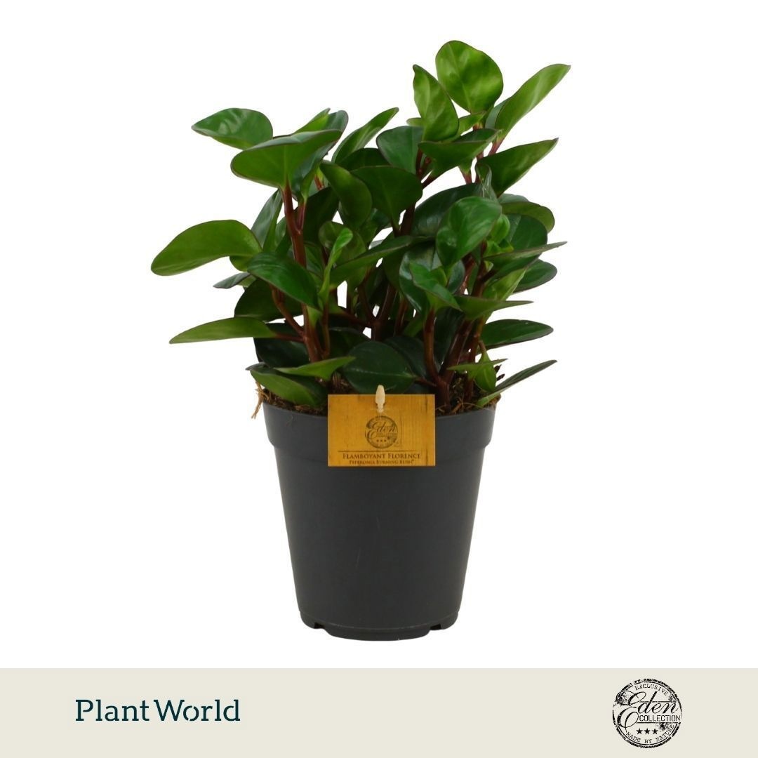 Peperomia obtusifolia Burning Bush