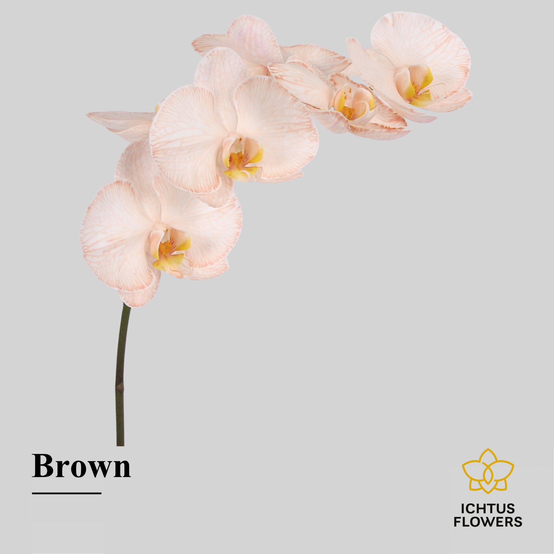 Phal Painted Brown Tak 7-9