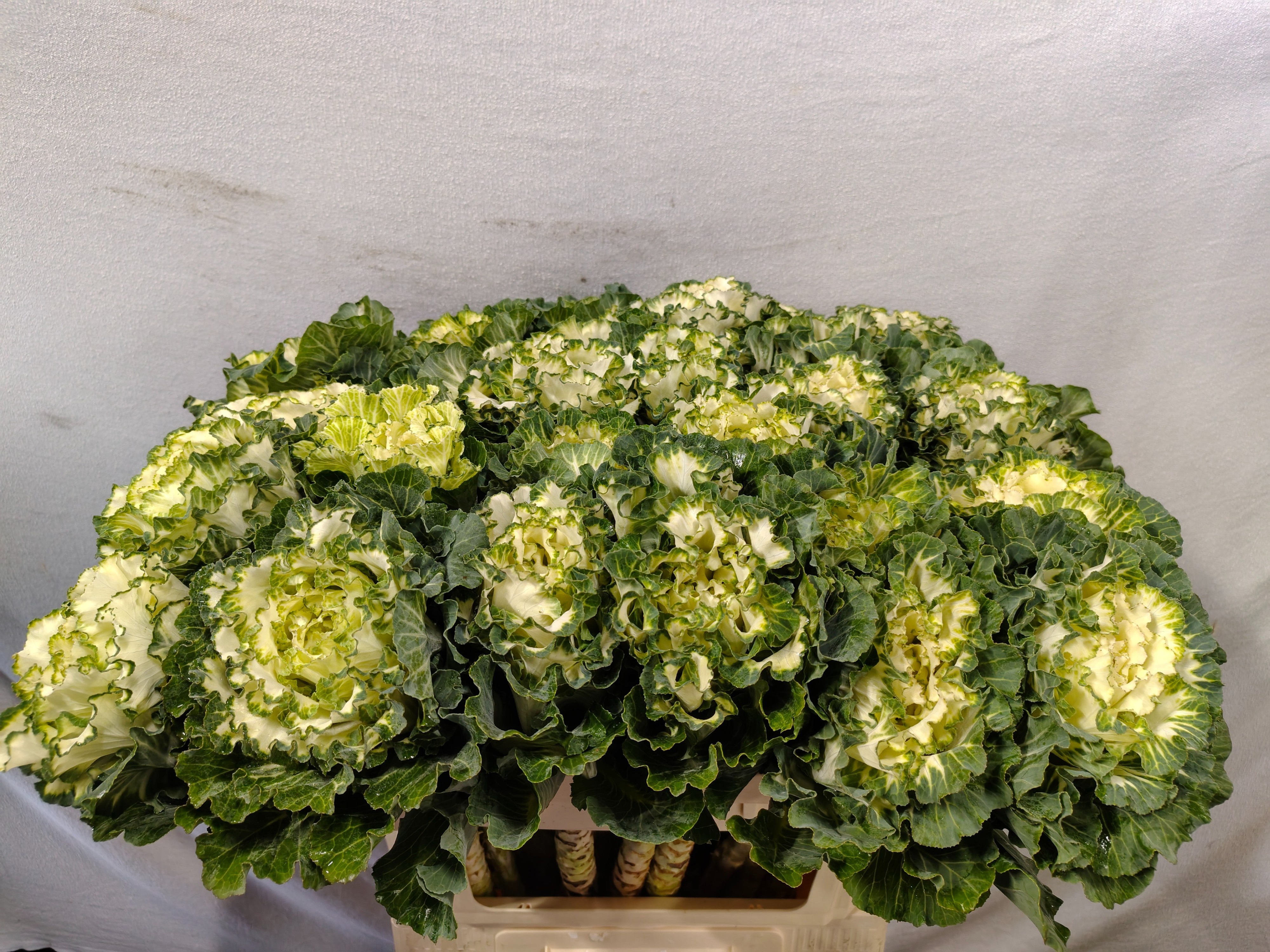 Brassica White Lady 70cm