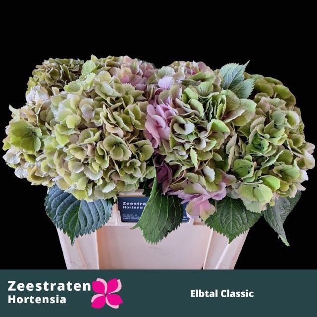 Hydrangea Elbtal Classic Pink 50cm 16Ø