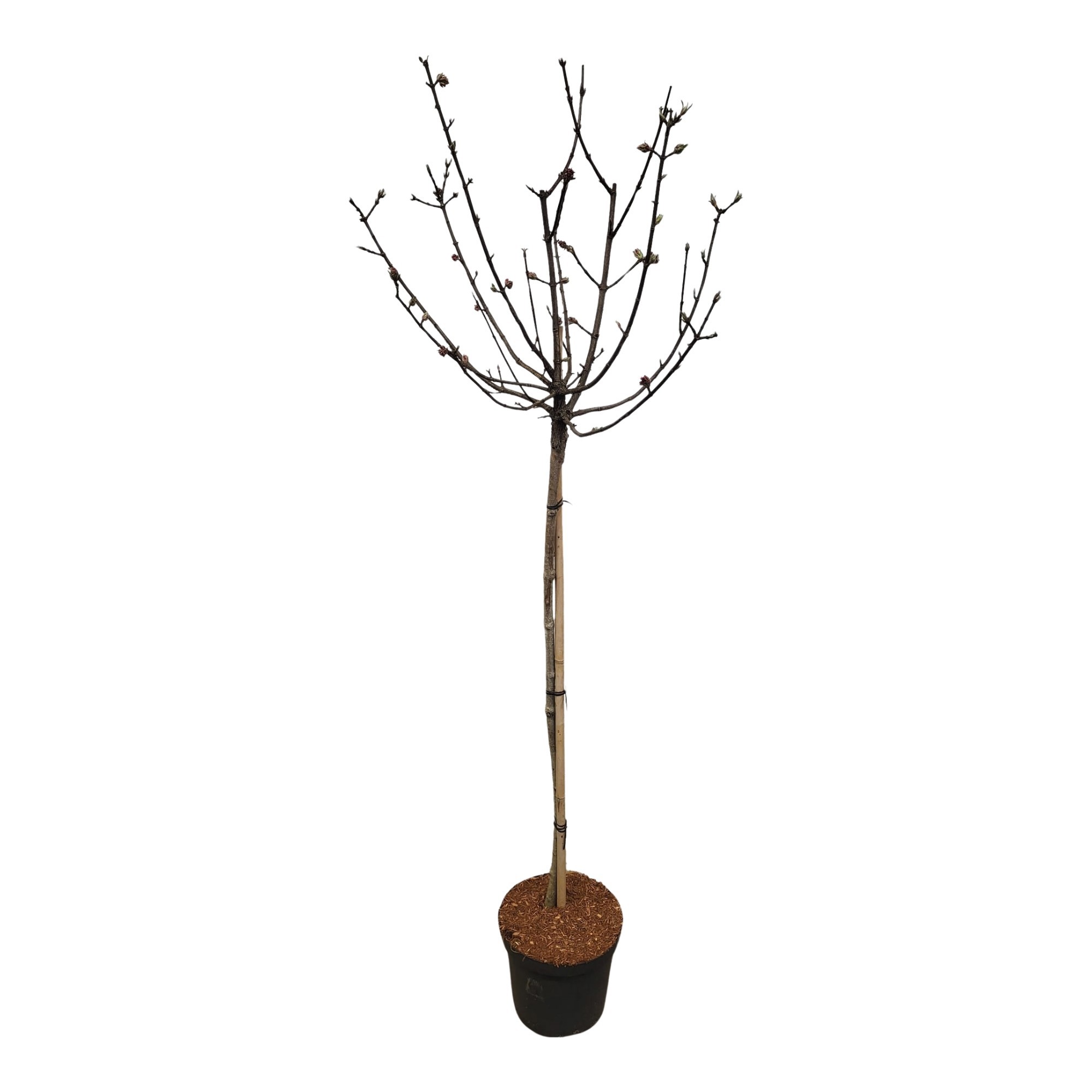 Viburnum bodnantense 'Charles Lamont' stam