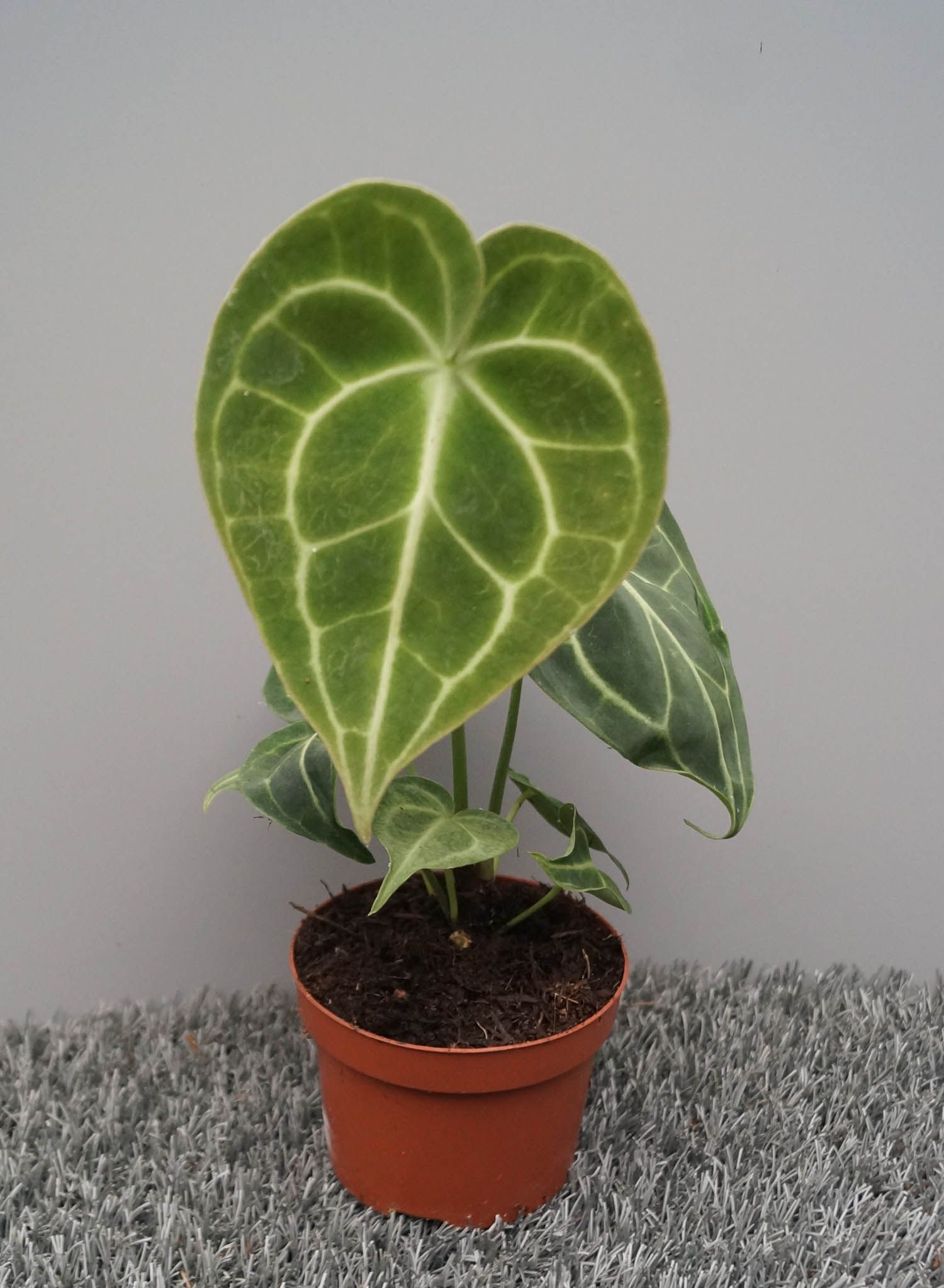Anthurium not flowering clarinervium | Hamiplant